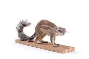 Image description is not available for 2010.2.1